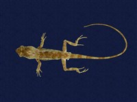 藏品(黃口攀蜥)的圖片